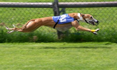 debes-saber-para-apostar-en-carreras-de-galgos.jpg