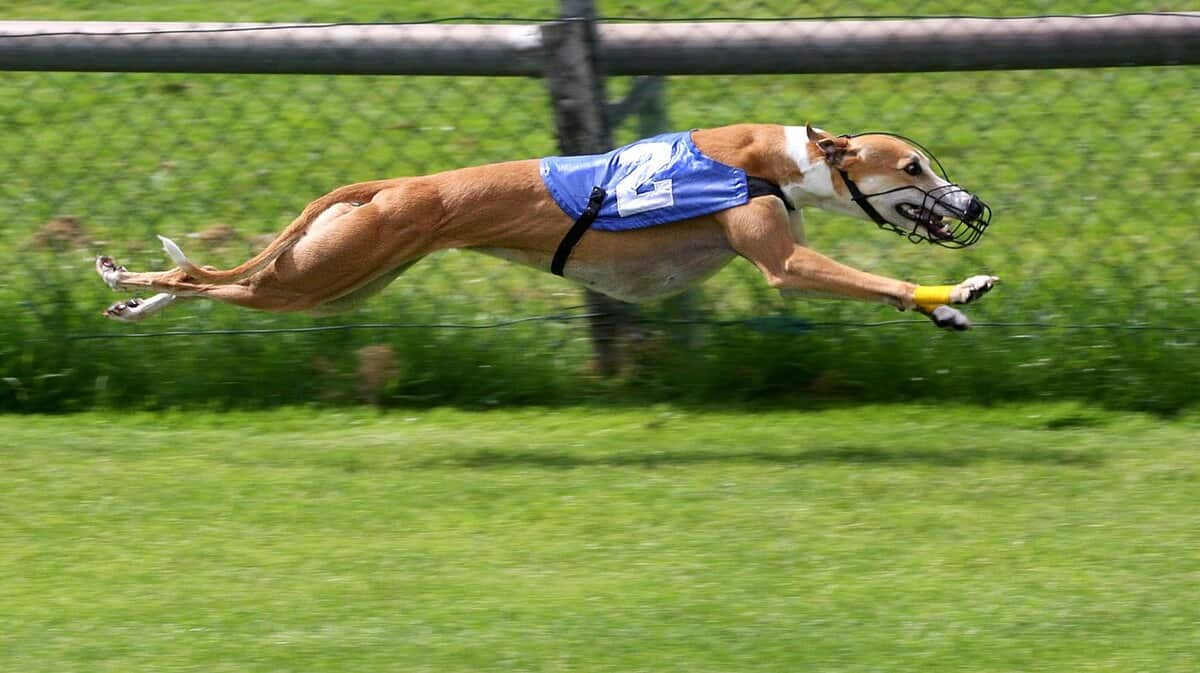 debes-saber-para-apostar-en-carreras-de-galgos.jpg